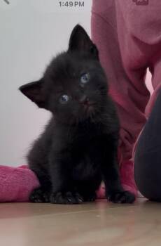 Bob the Cat -  Domestic Short Hair Cat for Adoption in Albany, New York - Bob The Cat | PetCurious