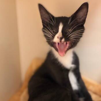 Pacman -  Domestic Short Hair Cat for Adoption in South Elgin, Illinois - Pacman | PetCurious