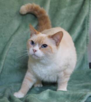 Harriet - 42421 -  Domestic Short Hair Cat for Adoption in Prattville, Alabama - Harriet - 42421 | PetCurious