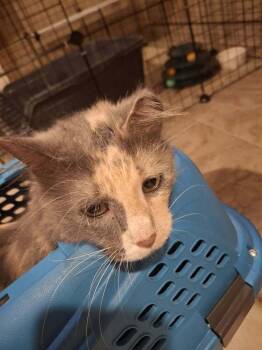 Brandee Gov. -  Domestic Short Hair Cat for Adoption in West Peoria, Illinois - Brandee Gov. | PetCurious