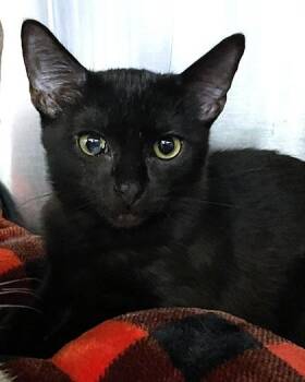 Domestic Short Hair Cats Available for Adoption - Indigo | PetCurious