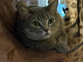 Rescue Domestic Short Hair Cats for Adoption in Camarillo, California - Misty | PetCurious
