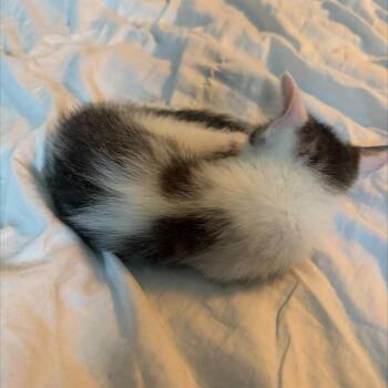 Lennon -  Domestic Short Hair Cat for Adoption in Madison, Wisconsin - Lennon | PetCurious