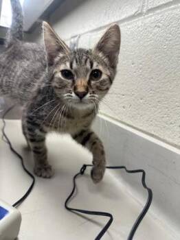 Ultron -  Domestic Short Hair Cat for Adoption in Wichita, Kansas - Ultron | PetCurious