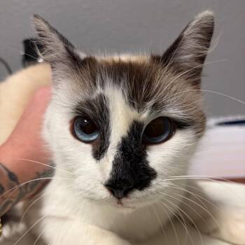 Domestic Medium Hair Cats Available for Adoption - Olivia Benson | PetCurious