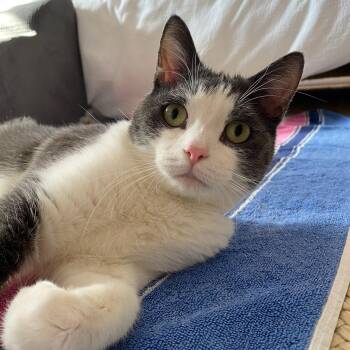Domestic Short Hair Cats Available for Adoption - Luna | PetCurious