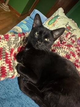 Ms. LADYPANTS -  Domestic Short Hair Cat for Adoption in New Woodstock, New York - Ms. LADYPANTS | PetCurious