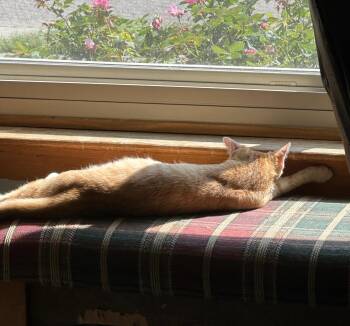 Rescue Domestic Short Hair Cats for Adoption in Indianapolis, Indiana - Tiny McMighty | PetCurious