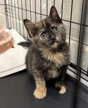 Bronx -  Domestic Short Hair Cat Available for Adoption - Bronx | PetCurious