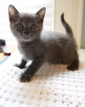 Domestic Short Hair Cats Available for Adoption in Loogootee, Indiana - Ernie | PetCurious