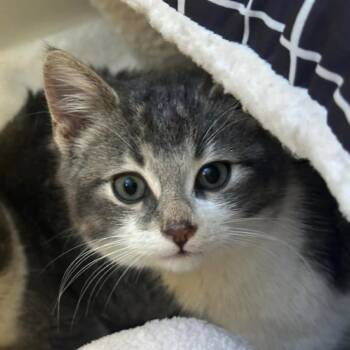 Augie -  Domestic Short Hair Cat for Adoption in Skokie, Illinois - Augie | PetCurious