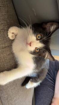 Pippa (26-121 C) -  Domestic Short Hair Cat for Adoption in Lansing, Michigan - Pippa (26-121 C) | PetCurious