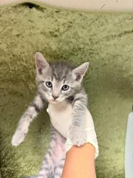 MIKE -  Domestic Short Hair Cat for Adoption in Riverside, California - MIKE | PetCurious