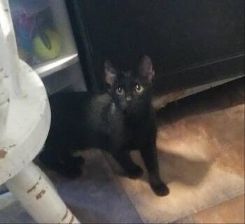 Tinker -  Domestic Short Hair Cat for Adoption in PORT WENTWRTH, Georgia - Tinker | PetCurious
