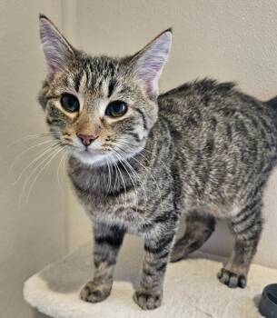 Rescue Domestic Short Hair Cats for Adoption in Fremont, Ohio - Mator | PetCurious