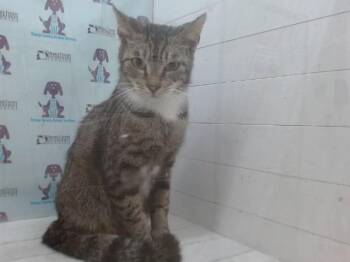 A602860 -  Domestic Short Hair Cat for Adoption in Orlando, Florida - A602860 | PetCurious