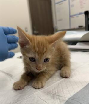 AEDION -  Domestic Short Hair Cat for Adoption in Baytown, Texas - AEDION | PetCurious