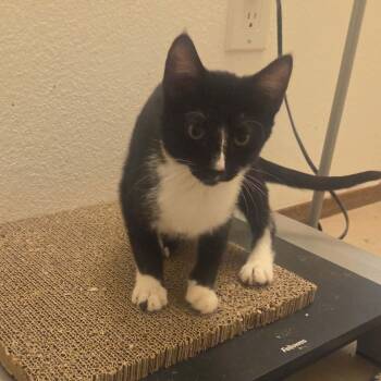 Oreo -  Domestic Short Hair and Tuxedo Cat for Adoption in Antioch, California - Oreo | PetCurious