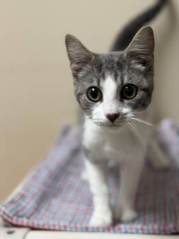 Rescue Domestic Short Hair Cats for Adoption in Logan, Ohio - Noah | PetCurious