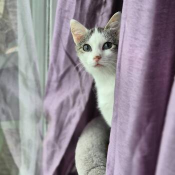 Frank -  Domestic Short Hair Cat Available for Adoption in Winnipeg, Manitoba - Frank | PetCurious