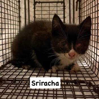 Asbel -  Domestic Short Hair Cat for Adoption in Philadelphia, Pennsylvania - Asbel | PetCurious