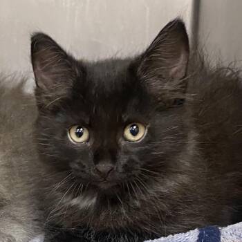 Joe -  Domestic Long Hair Cat for Adoption in Columbus, Georgia - Joe | PetCurious