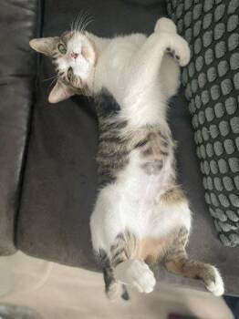 Domestic Short Hair Cats Available for Adoption - Donovan | PetCurious