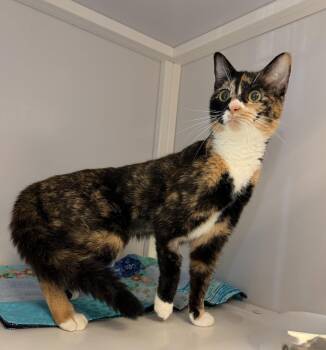 Lily -  Domestic Short Hair Cat Available for Adoption in Alexandria, Virginia - Lily | PetCurious