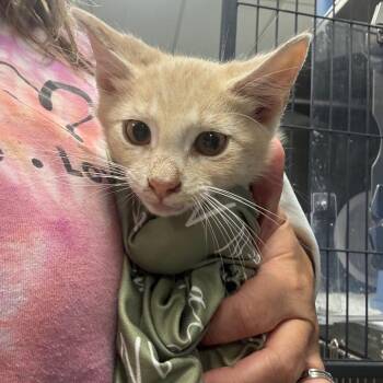Kombucha-C -  Domestic Short Hair Cat for Adoption in East St. Louis, Illinois - Kombucha-C | PetCurious