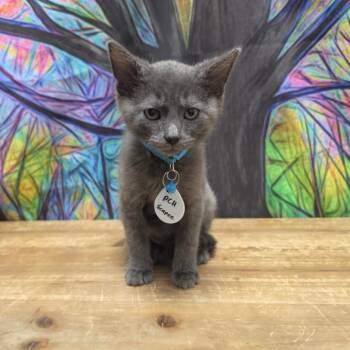 Escapee -  Domestic Short Hair Cat for Adoption in Normal, Illinois - Escapee | PetCurious