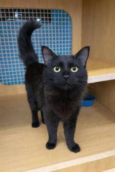 Domestic Medium Hair Cats Available for Adoption - Maui | PetCurious