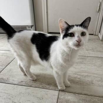 Aria Habanera -  Domestic Short Hair Cat for Adoption in Boerne, Texas - Aria Habanera | PetCurious