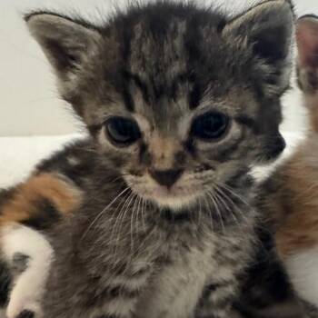 Domestic Short Hair Cats Available for Adoption in Austin, Texas - Miney | PetCurious