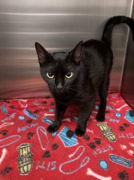 Boxie -  Domestic Short Hair Cat for Adoption in Gautier, Mississippi - Boxie | PetCurious