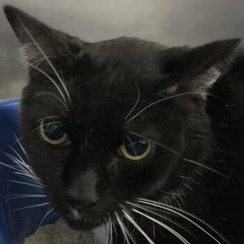 Tuxedo -  Domestic Short Hair Cat for Adoption in Lakeland, Florida - Tuxedo | PetCurious
