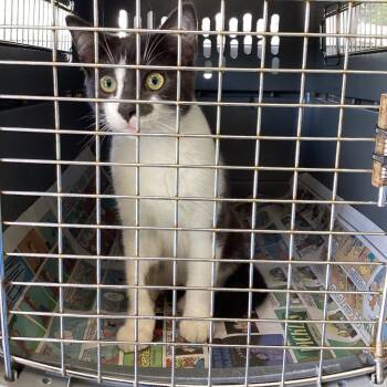 Eeyore -  Domestic Short Hair Cat for Adoption in Montgomery, Alabama - Eeyore | PetCurious