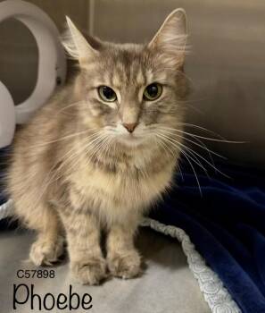 Phoebe -  Domestic Short Hair Cat for Adoption in Clarksville, Tennessee - Phoebe | PetCurious
