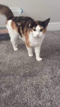 BigMac -  Domestic Short Hair Cat for Adoption in Fruit Heights, Utah - BigMac | PetCurious