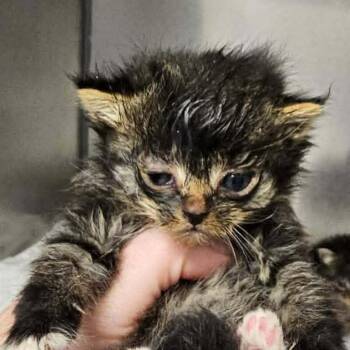 Quantum -  Domestic Long Hair Cat for Adoption in Martinsville, Virginia - Quantum | PetCurious