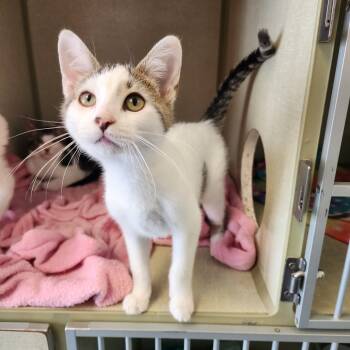 Rescue Domestic Short Hair Cats for Adoption in Monroe, Michigan - Styles | PetCurious