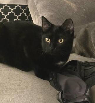 Domestic Short Hair Cats Available for Adoption - Michi  | PetCurious