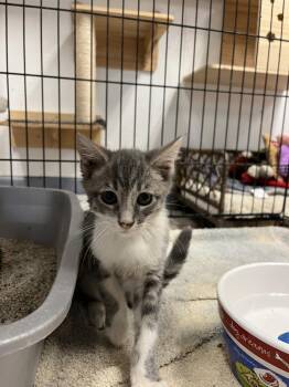 Rocky -  Domestic Short Hair Cat for Adoption in Ontario, California - Rocky | PetCurious