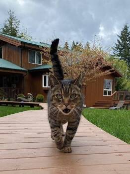 Bengal and Tabby Cats Available for Adoption in Hood River, Oregon - Alicia | PetCurious