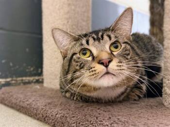 HULK -  Domestic Short Hair Cat for Adoption in Ames, Iowa - HULK | PetCurious