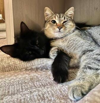 Ragamuffin Cats Available for Adoption in Liverpool, Texas - Lylah & Novah | PetCurious