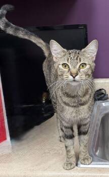 Domestic Short Hair Cats Available for Adoption - Harlow | PetCurious
