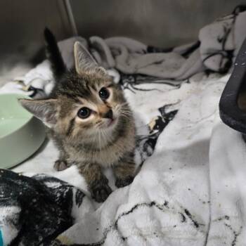 Marina -  Domestic Short Hair Cat for Adoption in Fairmont, West Virginia - Marina | PetCurious