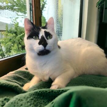 Rescue Domestic Short Hair Cats for Adoption in Mount Laurel Township, New Jersey - Lord Country Club | PetCurious