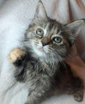 Blaze -  Domestic Medium Hair Cat for Adoption in Cleveland, Tennessee - Blaze | PetCurious