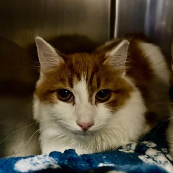 Puutter -  Domestic Medium Hair Cat for Adoption in York, Pennsylvania - Puutter | PetCurious